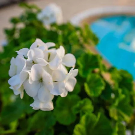 Karlsen With Private Pool And View Vilă *